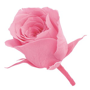 rrA vZXsN vU[uht[ 24֓ [Y o [TDLDO002370-181] KN v[g   AWgt[ lHϗtA t[Mtg K[fjOpi vU