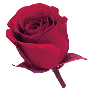 rrA vU[uht[ [TDLDO002370-331] 24֓ [Y o KN v[g   AWgt[ lHϗtA t[Mtg K[fjOpi vU[uhH  K