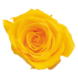 [Y  ~UCG[ vU[uht[ 9֓ o [TDLDO003480-521] KN  AWgt[ lHϗtA t[Mtg K[fjOpi vU[uhH  K[