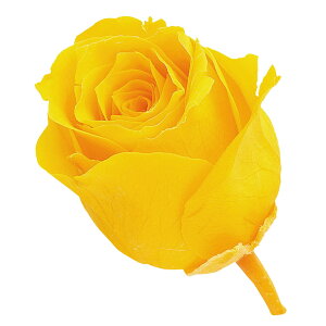 rrA ~UCG[ vU[uht[ 24֓ [Y o [TDLDO002370-521] KN v[g   AWgt[ lHϗtA K[fjOpi vU[uhH  K