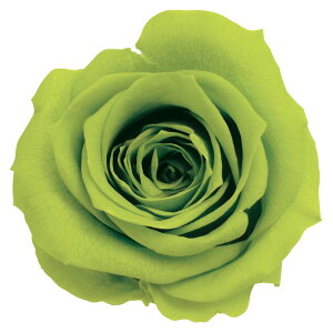 [Y  CgO[ vU[uht[ 9֓ o [TDLDO003480-721] KN v[g   AWgt[ lHϗtA K[fjOpi vU[uhAW  K