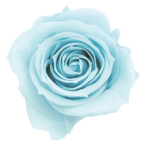 [Y  xr[u[ vU[uht[ 9֓ o [TDLDO003480-621] KN v[g   AWgt[ lHϗtA t[Mtg K[fjOpi vU[uh