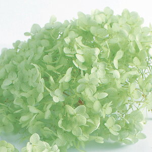 \tgAix wbh vU[uht[ O[ 2֓ AWTC [TDLDO002160-721] v[g   AWgt[ lHϗtA K[fjOpi vU[uhAW  