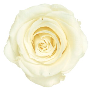 [YÊEMAeBbNzCg vU[uht[ 9֓ o [TDLDO005202-011]  K[fjOpi t[Mtg AWgt[ v[g  