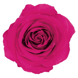 [Y ̂ Mt{[Y vU[uht[ [TDLDO005202-211] 9֓ o v[g   AWgt[ lHϗtA vU[uhAW K[fjOpi t[