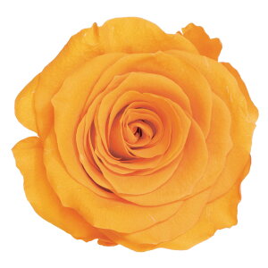 [Y ̂ M t[eB IW vU[uht[ 9֓ o [TDLDO005202-351] v[g   AWgt[ lHϗtA vU[uhAW K[fjOpi t