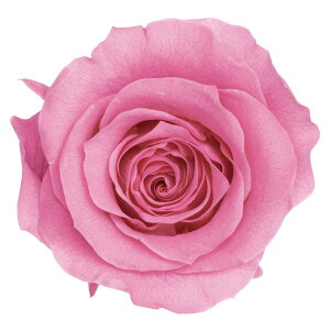 [YÊEMvZX sN vU[uht[ 9֓ o [TDLDO005202-181] v[g   AWgt[ vU[uhAW K[fjOpi 