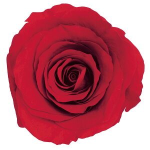 [Y ̂ M bh vU[uht[ 9֓ o [TDLDO005202-321] v[g   AWgt[ lHϗtA vU[uhAW K[fjOpi t[Mtg 