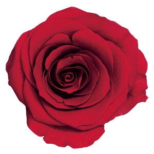 [Y ̂ M NC[ bh vU[uht[ 9֓ o [TDLDO005202-331] v[g   AWgt[ lHϗtA vU[uhAW K[fjOpi t