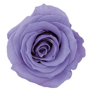 [Y ̂ M x_[ vU[uht[ 9֓ o [TDLDO005202-411] v[g   AWgt[ lHϗtA vU[uhAW K[fjOpi t[Mt