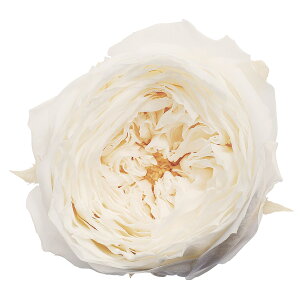 [Y Ă܂ V vU[uht[ 8֓ o [TDLDO002460-011] KN v[g   AWgt[ lHϗtA t[Mtg K[fjOpi vU[uhH  