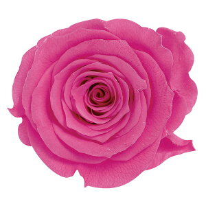 [Y ̂ MXgx[ vU[uht[ [TDLDO005202-221] 9֓ o v[g   AWgt[ lHϗtA vU[uhAW K[fjOpi t[M