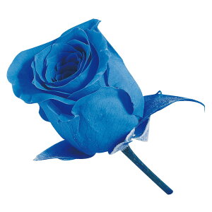 rrA \[_[u[ vU[uht[ [TDLDO002370-651] 24֓ [Y o KN v[g   AWgt[ lHϗtA t[Mtg K[fjOpi vU[