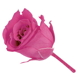 rrA Xgx[ vU[uht [[TDLDO002370-221] 24֓ [Y o KN v[g   AWgt[ lHϗtA t[Mtg K[fjOpi vU[u