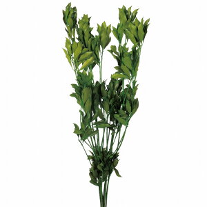 AZr O[ vU[uht[ [TDLDO003790-700] v[g   tFCNO[ lHϗtA K[fjOpi NX}X vU[uhH  K[fjO fBXvC