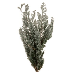 \tgqXM tbL[O[v U[uht[ [TDLDO001321-706] O[} v[g   tFCNO[ lHϗtA vU[uhH K[fjOpi Ce