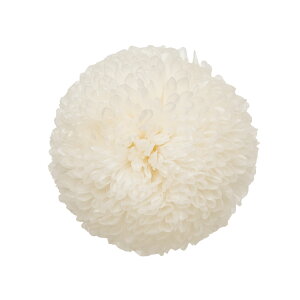 ||e ~fB[ V vU[uht[ [TDLDO002646-010] 9֓} e v[g   AWgt[ lHϗtA t[Mtg K[fjOpi vU[uhH 