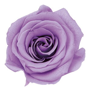 [Y ̂ M XEB[gCbN vU[uht[ [TDLDO005202-451] 9֓ o v[g   AWgt[ lHϗtA vU[uhAW K[fjOpi t