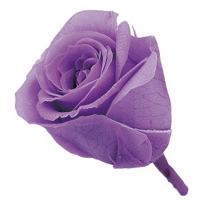 rrA XEB[gCbN vU[uht[ [TDLDO002370-451] 24֓ [Y o KN v[g   AWgt[ lHϗtA K[fjOpi vU[uhH 