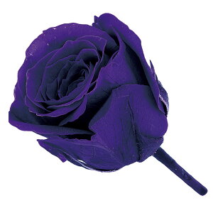 rrA vU[uht[ [TDLDO002370-461] 24֓ [Y o KN v[g   AWgt[ lHϗtA K[fjOpi vU[uhH  K[fjO t