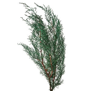 u[ACX O[ vU[uht[ } [TDLDO001260-700] v[g   tFCNO[ lHϗtA t[AWg NX}Xpi vU[uhH  K[f