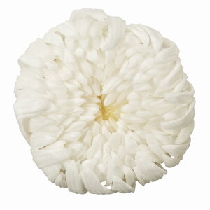 ֋e  V vU[uht[ 6֓ } e [TDLDO004806-010] zCg v[g   AWgt[ lHϗtA t[Mtg K[fjOpi vU[uhH  