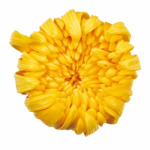 ֋eECG[ vU[uht[ 6֓ } e [TDLDO004806-500]  K[fjOpi v[g  t[Mtg AWgt[ ԍ t[