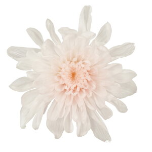 Ƃˋe zCgsN vU[uht [[TDLDO004790-103] 6֓ } e v[g   AWgt[ lHϗtAEt[MtgEK[fjOpi vU[uh