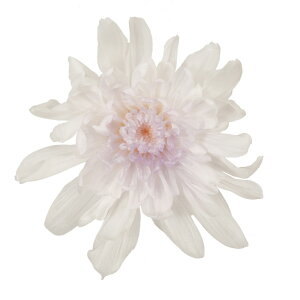 Ƃˋe zCgp[v vU[uht[ [TDLDO004790-403] 6֓ } e VRf AWgԍ