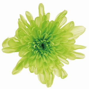 Ƃˋe O[ vU[uht[ [TDLDO004790-700] 6֓ } e AWgԍ VRf nhCh