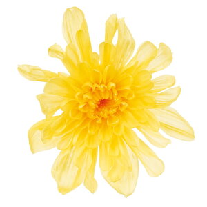 Ƃˋe CG[ vU[uht[ [TDLDO004790-500] 6֓ } e AWgԍ VRf