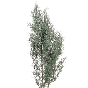 u[ACX EHbVzCg vU[uht [} [TDLDO001260-012] v[g   tFCNO[ lHϗtA K[fjOpi NX}Xc[ vU[uhH  