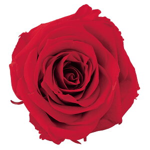 V[bg bh vU[uht[ [TDLDO002592-321] 12֓ [Y o KN v[g   AWgt[ lHϗtA t[Mtg K[fjOpi vU[uh