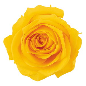 V[bg ~UCG[ vU[uht[ 12֓ [Y o [TDLDO002592-521] KN v[g   AWgt[ lHϗtA t[Mtg K[fjOpi  