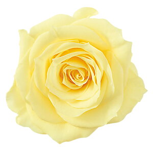 V[bg [jOCG[ vU[uht[ 12֓ [Y o [TDLDO002592-501] KN v[g   AWgt[ lHϗtA t[Mtg K[fjOpi 