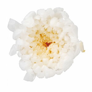 ֋e  V vU[uht[ 9֓ } e [TDLDO004803-010] zCg v[g   AWgt[ lHϗtA t[Mtg K[fjOpi vU[uhH  