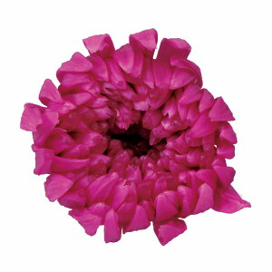 ֋e Yx[ vU[uht[ 9֓ } e [TDLDO004803-261] v[g   AWgt[ lHϗtA t[Mtg K[fjOpi vU[uhH  K[