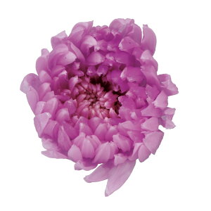 ֋e XEB[gCbN vU[uht[ 9֓ } e [TDLDO004803-451] v[g   AWgt[ lHϗtA t[Mtg K[fjOpi vU[uh