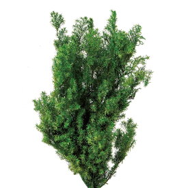 ソフトヒムロスギ ショートフォレスト グリーン プリザーブドフラワー [TDLDO001326-780] グリーン枝もの プレゼント 庭 造花 フェイクグリーン 人工観葉植物 ガーデニング用品 クリスマスツリー プリザーブド加工 花 ガーデニング