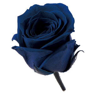 rrA CfBSu[ vU[uht[ [TDLDO002370-661] 24֓ [Y o KN v[g   AWgt[ lHϗtA t[Mtg K[fjOpi vU