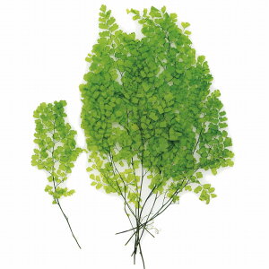 AWA^E[V[ tbVO[ vU[uht [[TDLDO003750-731] v[g   tFCNO[ lHϗtA K[fjOpi NX}X vU[uhH  K