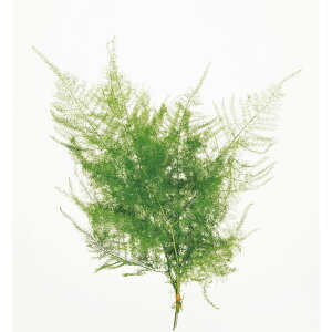 AXp V[gO[ vU[uht[ [TDLDO002110-700] v[g   lHϗtA vU[uhH K[fjOpi CeAO[  K[fjO fBXvC