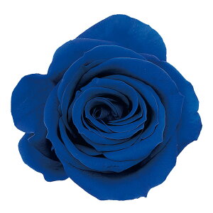 [Y  CfBSu[ vU[uht[ [TDLDO003480-661] 9֓ o v[g   AWgt[ lHϗtA vU[uhAW K[fjOpi t