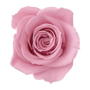 [Y  ojsN vU[uht[ [TDLDO003480-133] 9֓ o KN v[g   AWgt[ lHϗtA K[fjOpi vU[uhAW  K[