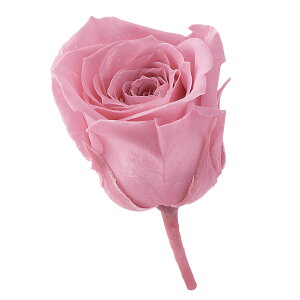 rrA ojsN vU[uht[ [TDLDO002370-133] 24֓ [Y o KN v[g   AWgt[ lHϗtA t[Mtg K[fjOpi vU[u