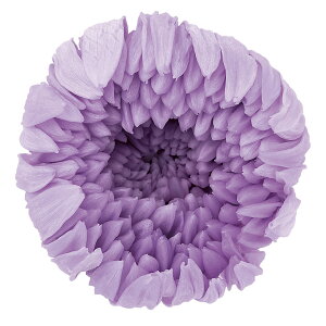 ֋e XEB[gCbN vU[uht[ 6֓}e[TDLDO004806-451] AWgԍ VRf nhCh