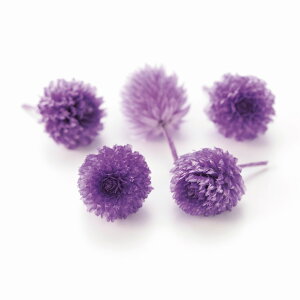 g vU[uh wbh x_[ vU[uht[ 30֓ [TDLDO003453-411]  v[g  K[fjOpi vU[uhAW  K[fjO t[Mtg t[A