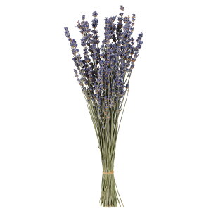 x_[ C^[i` hCt[ [TDLDO010040-000] AWgԍ VRf nhCh