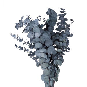 [J M}o vU[uht[ [TDLDO002150-700] 1140g O[ v[g   tFCNO[ lHϗtA vU[uhH K[fjOpi CeAO[ f