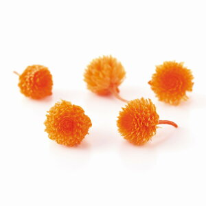 g vU[uh wbh t[eB IW vU[uht[ 30֓ [TDLDO003453-351]  v[g  vU[uhAW K[fjOpi t[Mtg t[AW